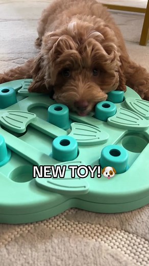 New toy🐶😍 #cockapoo #cockapoosoftiktoks #cockapoolove #cockapoooftiktok #cockapoodogs #cockapooclub #cockapoodaily #dog #dogs #foryou #fyp #parati #foryoupage