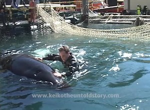 26K views · 366 reactions | Keiko fans around the world finally learn what really happened to the orca star of "Free Willy" | Keiko: The Untold Story | Facebook