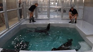 23K views · 1K reactions | The Columbus Zoo is now the home to 10 California sea lions and four harbor seals. https://bit.ly/3bPdQyc | FOX 28 Columbus | Facebook
