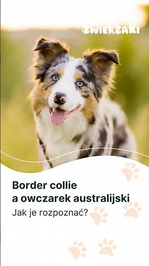 Border collie a owczarek australijski. Jak je rozpoznać? #bordercollie #aussieshepherd #rasypsów