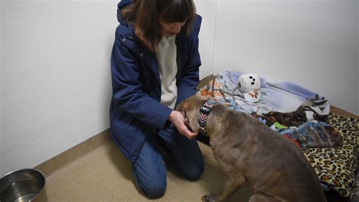 Meet 2 year old Diesel: Diesel is an affectionate cuddle bug who truly thrives on being part of the family. He’s lived happily with a female Aussie and does wonderfully with female dogs in general, though the male Lab in his previous home didn’t care for him—Diesel himself has never shown aggression and that was the only male dog he’s ever met. He plays beautifully with children (ages 8 and 3), covering them in kisses and happily joining in games of catch—although he’s still not quite sure why t