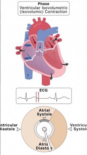 Understanding the Cardiac Cycle: How Your Heart Beats