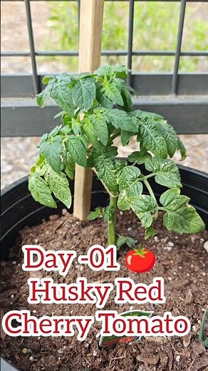 Day 1 🍅 Husky Red Cherry Tomato | Watch This Grow 😍 #tomatoplant #cherrytomatoes #gardening #shorts
