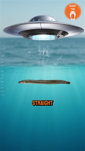 Amazing Facts About Eels: The Alien of the Ocean