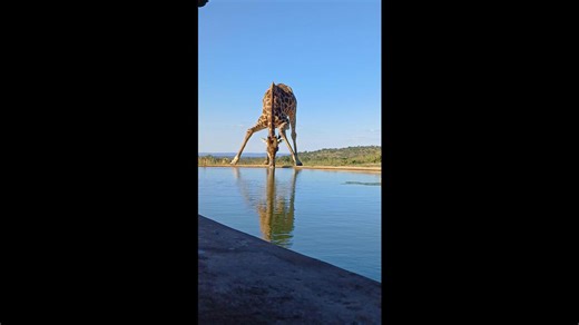 Giraffe Bull Drinking Water