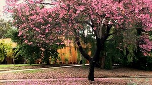 1.3K views · 79 reactions | Pink trumpet trees are making a bold statement in the garden! The scientific name for these spectacular trees is Handroanthus impetiginosus. They usually bloom from late February to Mid-April. Video by Frank McDonough, the Arboretum’s Botanical Information Consultant. | Los Angeles County Arboretum & Botanic Garden | Facebook