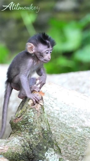 Too big to lift #cutelittlemonkey #shorts