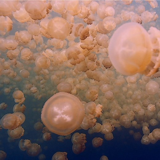 Are you ready for all this jelly? Happy World Jellyfish Day! | National Geographic Animals