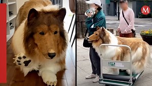 Viral.Hombre gastó miles de pesos convertirse perro pasea primera vez