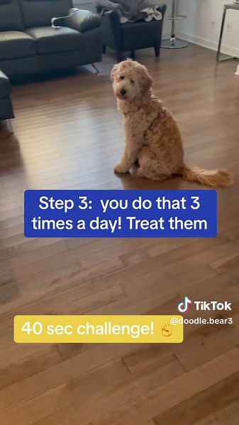 K9 Dog Training Part 1 #k9training #dogtraining #goldendoodle #dogvideos #cutedog