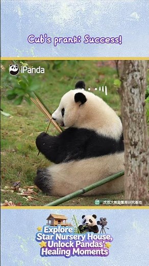 Panda Baby's Mischief Gone Wrong | iPanda #shorts