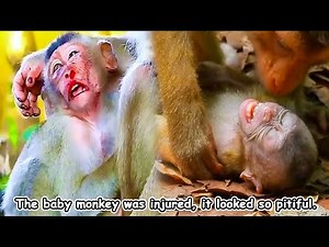 The baby monkey is lying still and not moving at all. What's wrong with the baby monkey?