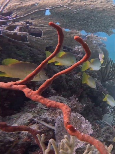 Grey Angelfish, Pez Angel Gris, on coralhead #greyangelfish #angelfish #pezangel #pezangelgris