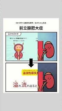 #前立腺肥大症 #解剖生理学 #頻尿