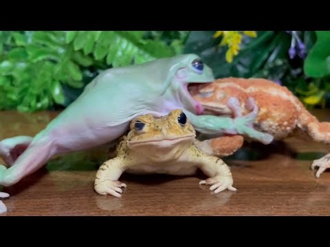 Beware the fury of a patient man🐸 Frog & toad & toad (Australian green tree frog, miyako toad)