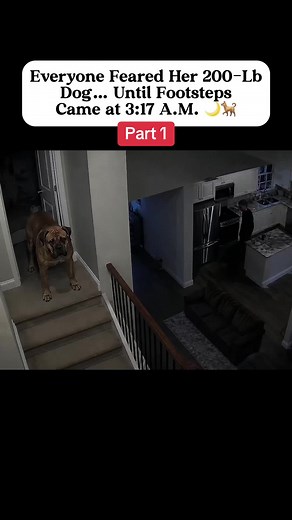 Story Time Part 1: Adopting TJ the Boerboel