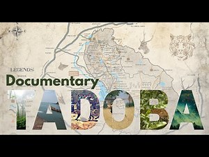 "Tadoba: Roar of the Wild" - The Tadoba Documentary || Maharashtra