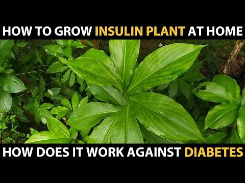 How to grow INSULIN PLANT at HOME | Does it really work against Diabetes? | Diabetes Plant Medicine