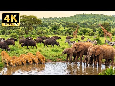 African Savanna in 4K | Wild Animal Encounters and Scenic Views with Relaxing Tunes