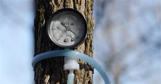 Kentucky Edition:Is Maple Syrup an Untapped Resource in Kentucky? Season 4 Episode 41