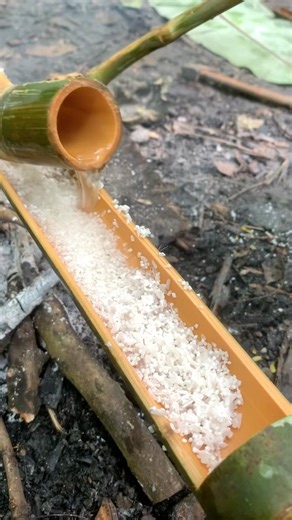 Survival skills: cooking rice in an emergency in the wild #camping #survival #bushcraft #outdoors