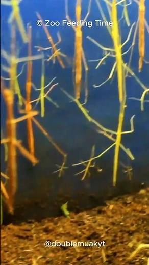 The Living Stick? or The Stick Insect 🤔🤯