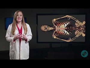 Anatomy Series - Introduction