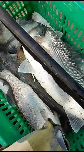 peshk_i_eger_karavasta (@peshk_i_eger_karavasta)’s videos with original sound - peshk_i_eger_karavasta