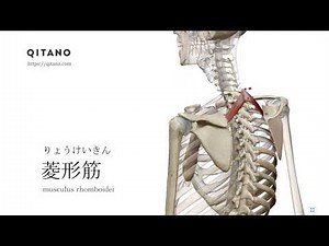 菱形筋の解剖学図｜musculus rhomboidei｜筋肉辞典#50