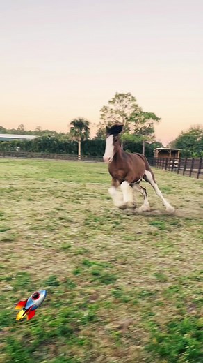 Clydesdale Horses Running: A Majestic Display