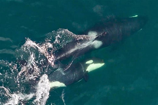 Scientists capture first-ever footage of killer whales making seaweed grooming 'tools' | Discover Wildlife