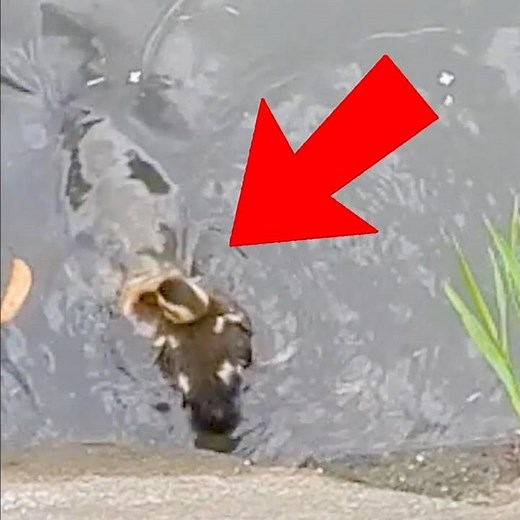 A chick almost eaten by a carp🦆 Mother duck quacks to gather her ducklings🐤🐟️