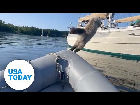 Fearless cat attempts to leap onto sailboat, instantly regrets it | USA TODAY