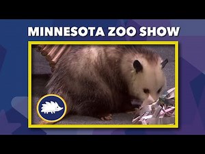 MN Zoo Show — 07-24-25