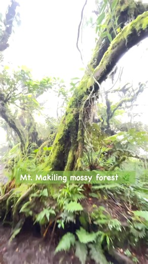 Mount Makiling wilderness #naturelovers #mountmakeling #hiketoheal #naturelovers #natureheals #HikeForPeace #innerpeace #fyiシ゚viralシ #reelsvideoシ | Julius B. Viluan