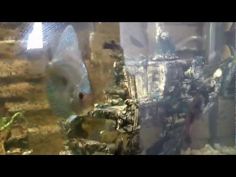 How To Treat Swim Bladder Disorder