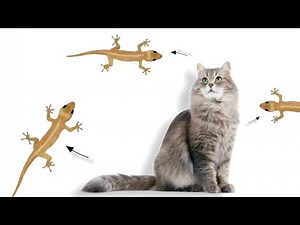 CAT TOY GECK 6 minutes