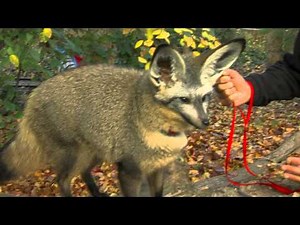 Zoo View Bat-eared Fox - Cincinnati Zoo