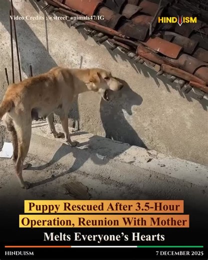 Hinduism on Instagram: "Puppy Rescued After 3.5-Hour Operation, Reunited With Mother Video Credits :@street_animals47/IG [Hinduism, India, Puppy, Mother, Rescue]"
