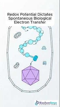 Redox Potential Dictates Spontaneous Biological Electron Transfer