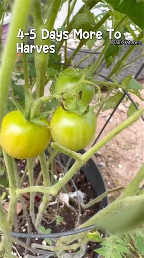 🌱 Grow Your Own Organic Veggies—Even in Small Spaces!❤️