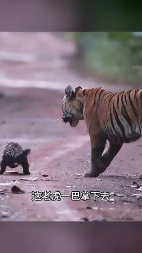 平頭哥蜜獾VS老虎、黑曼巴！這兩只平頭哥到底有多強？ #动物世界 #野生动物 #动物大战 #自然纪录 #生物科普