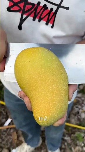 Top 3 Tropical Fruits You Must Try