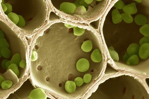 Get to Know the Biology of Carbohydrates