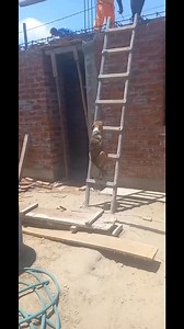 Learn Resilience From This Dog, Never Give Up 😄 | Collins Mela