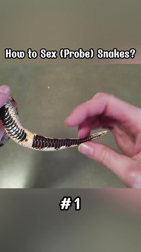 FAn Snake Discovery on TikTok