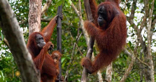 Nature: Orangutans in Borneo