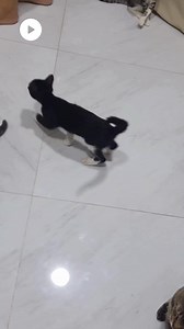 1.1M views · 62K reactions | Gato escala bancada e diverte a web com 'impaciência' na hora da refeição! 藍 | Dom Media | Facebook