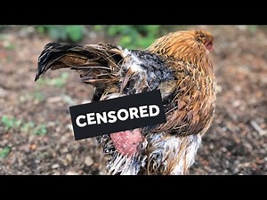 Backyard flock trouble! Egg bound. NOT GOOD! #chickens