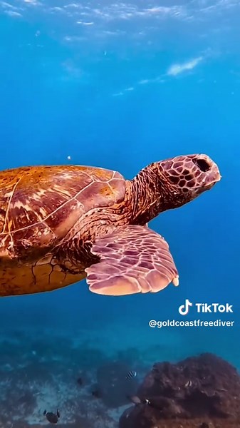 Explore Jungarra Ngarrian: A Dive into Marine Life